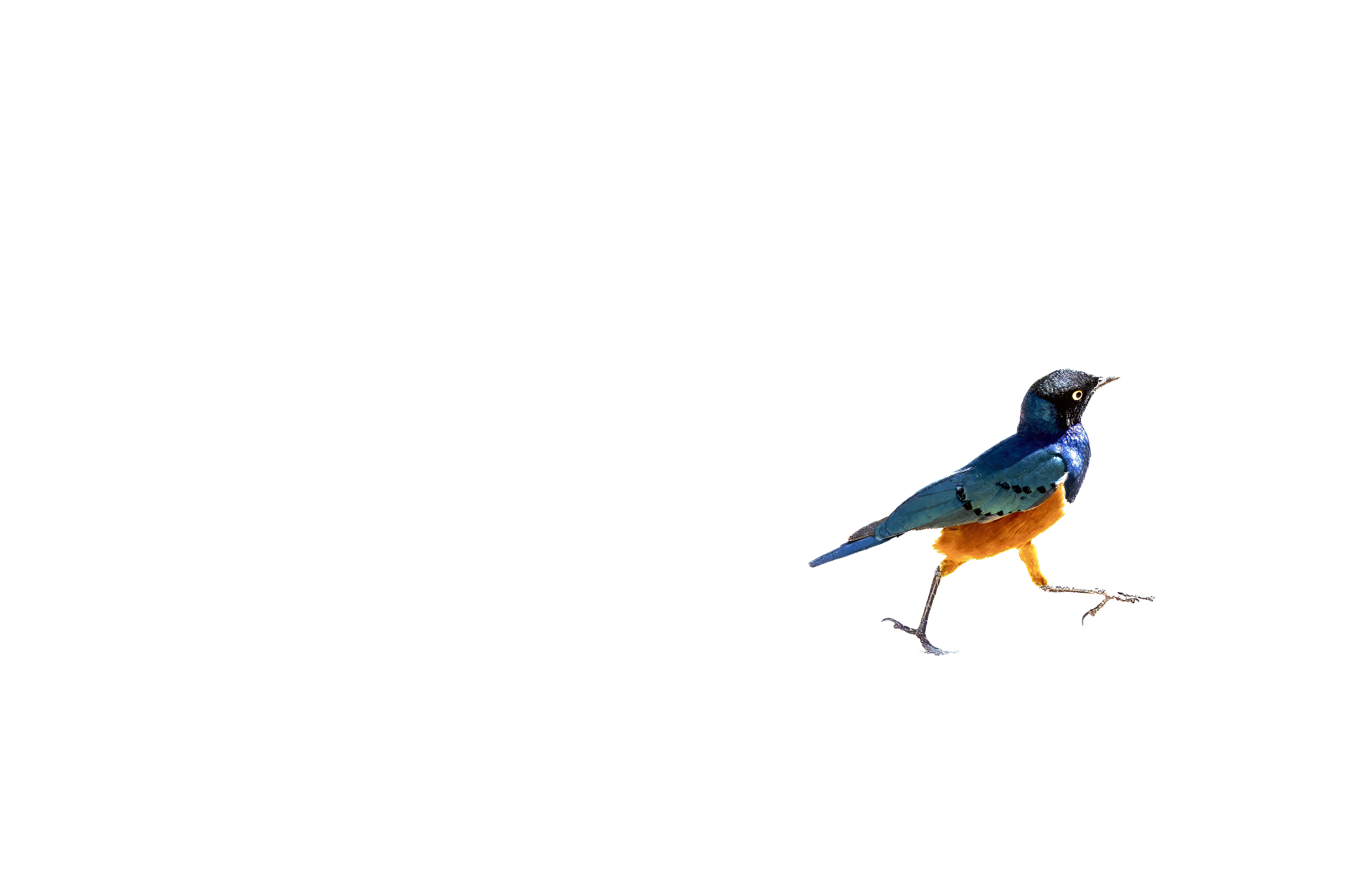 A small, vibrant bird with striking blue and orange plumage walks lightly across a plain white background.
