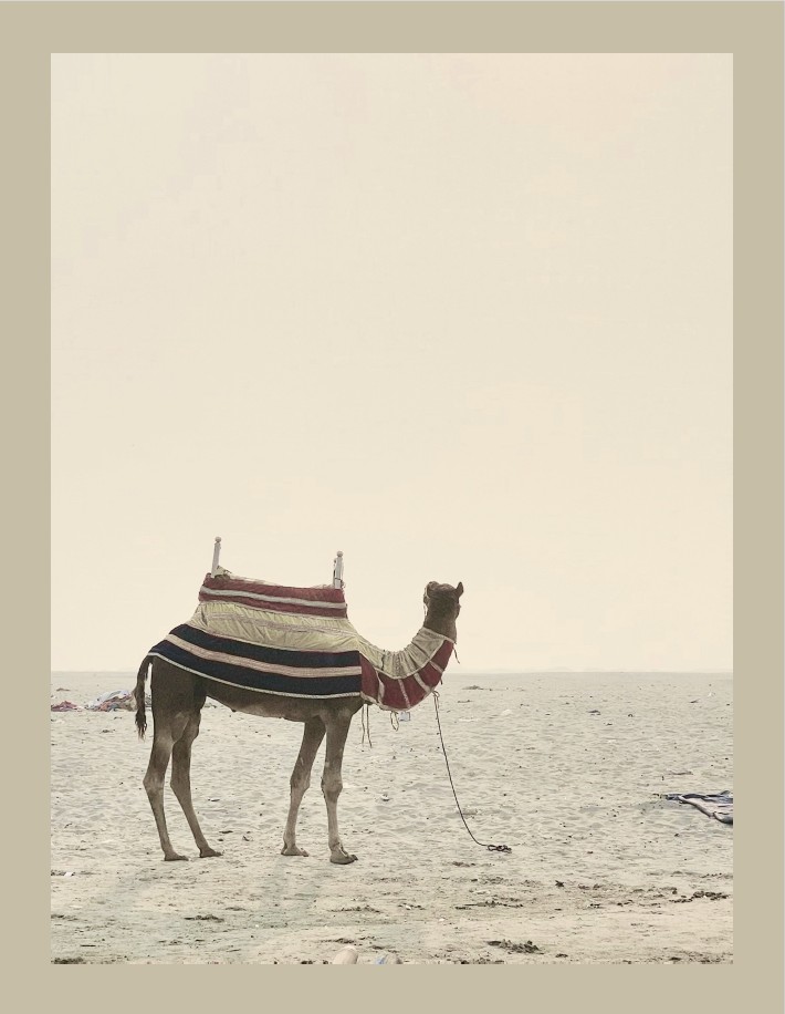 A lone camel wearing a colorful saddle blanket stands on a vast, empty desert landscape under a pale sky.
