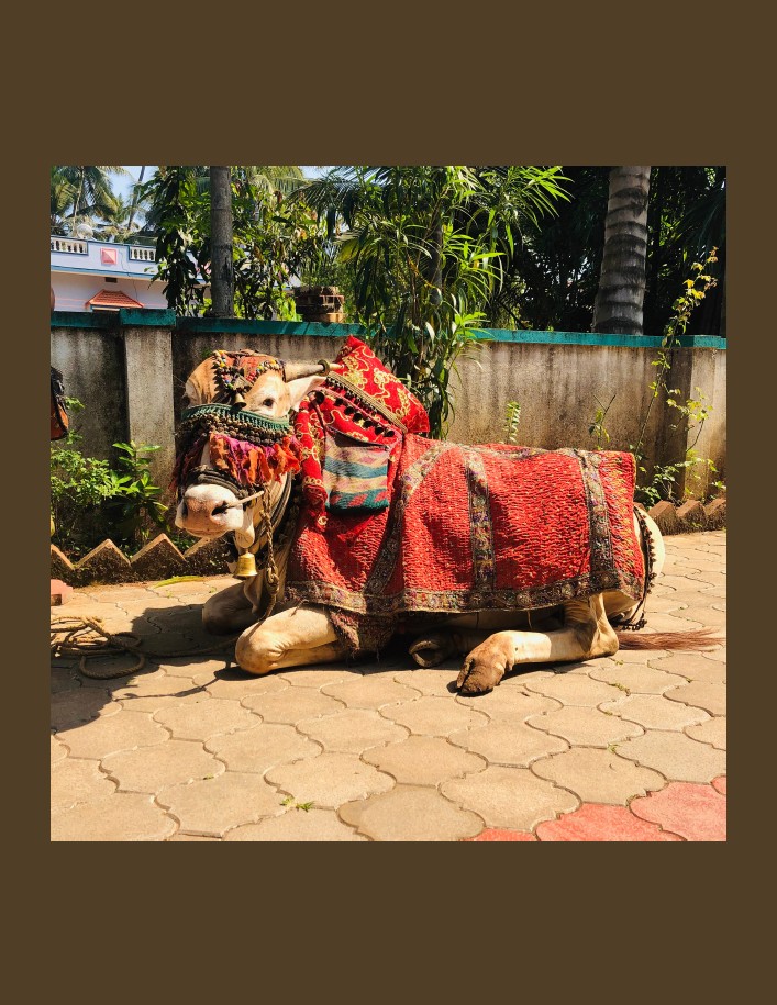 A cow adorned in colorful, ornate fabric rests on a sunlit paved path, with lush green foliage and a residential building in the background.