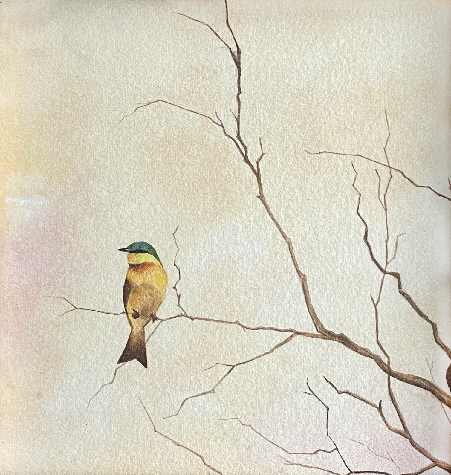 A small, yellow bird with a green head perches on a bare branch against a soft, muted background.